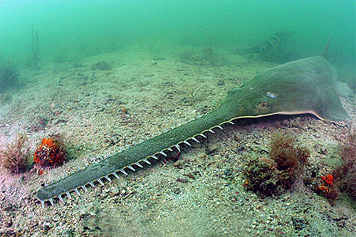 saw fish (critically endangered) 锯鳐(sawfish )锯鳐科(pristidae)