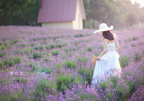 唯美意境图片:置身那一片花海-堆糖,美好生活研究所