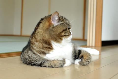 2014年8月23日 18:46   关注  宠 猫 宠物 萌 maru 喵星人 盒子猫