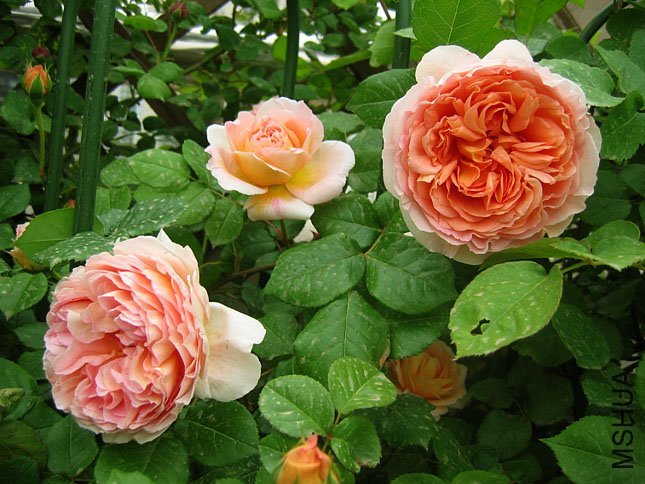 大卫奥斯汀(david austin) 类别:英国玫瑰[奥斯汀],灌木(english rose