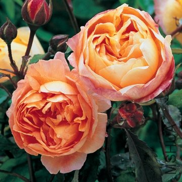 展览名称:lady emma hamilton艾玛汉密尔顿夫人 培育:2005年英国