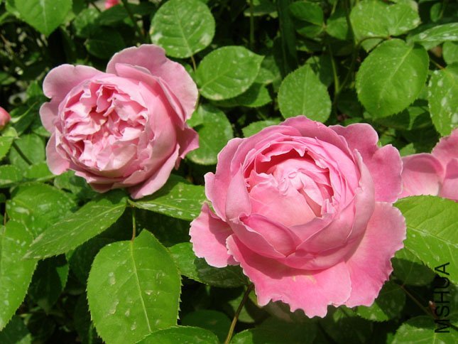  br />类别:英国玫瑰[奥斯汀],灌木,english rose 645_484