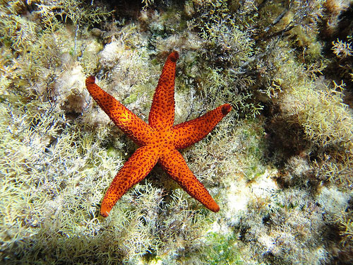 restful starfish
