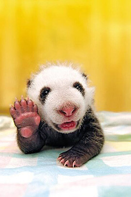 刚出生熊猫幼崽照片图片