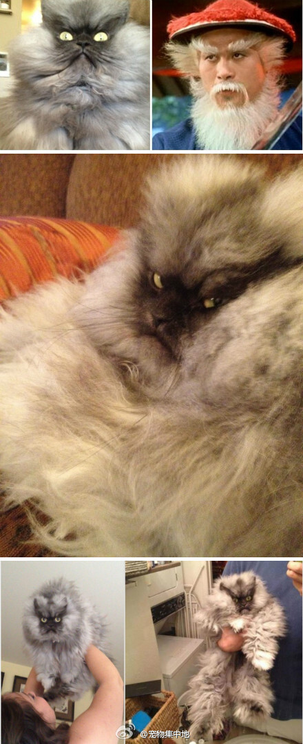 上校猫随时保持威严状态 脸谱爆红…-堆糖