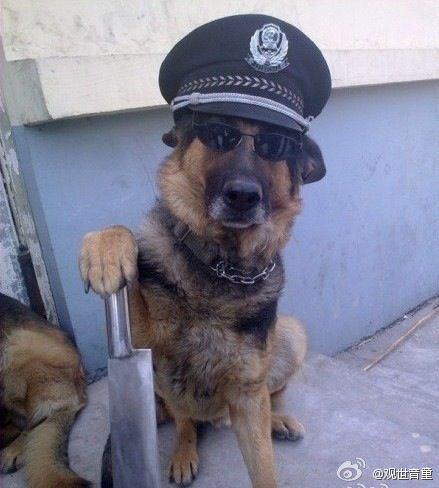 policedog