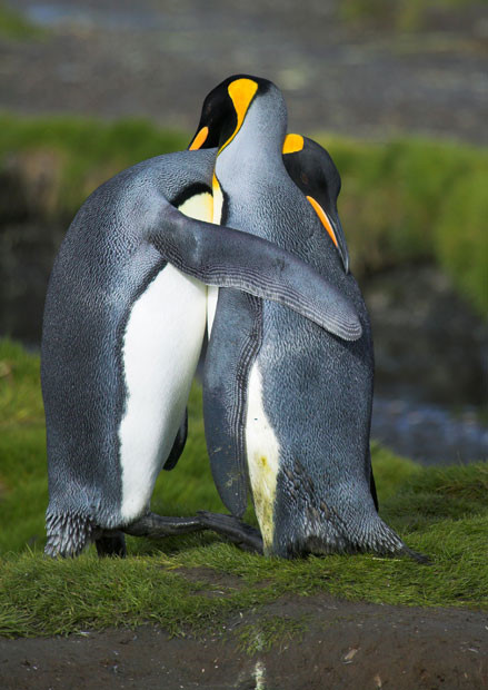 企鹅拥抱表情包图片