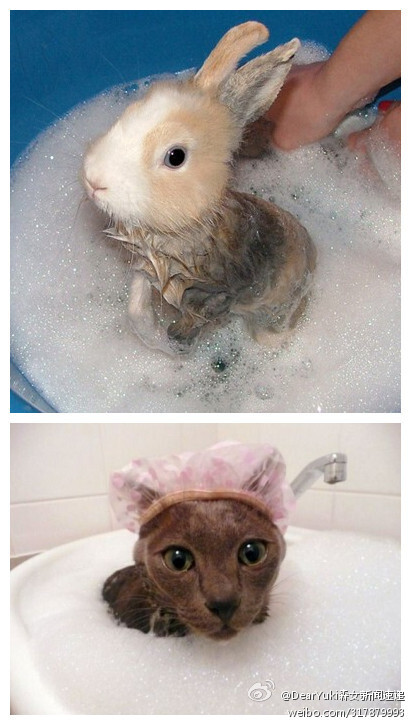 动物洗澡方式大全图片