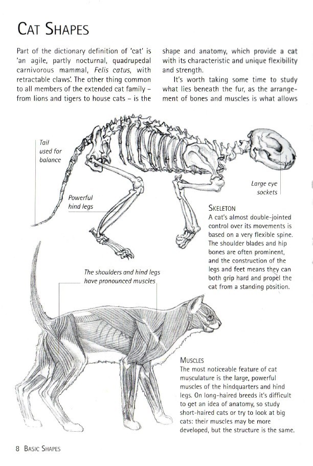 一点点解剖学上的科普: · 猫有244块骨头而人类只有206块; · 猫的