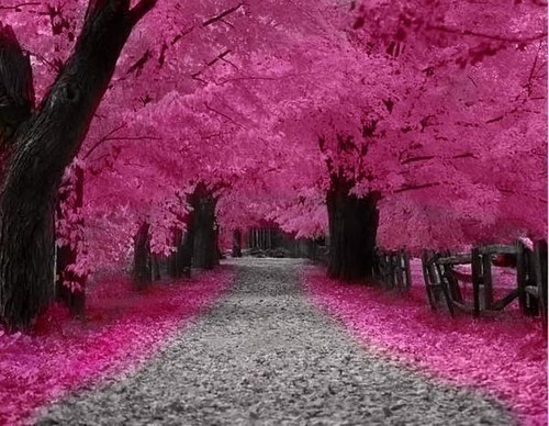 花路.