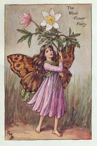 the champa flower,flowercartoon the wind-flower fairy.插画师:cicely mary barke