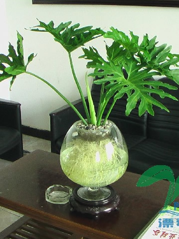 园艺小tips#春羽是多年生常绿草本观叶植物.