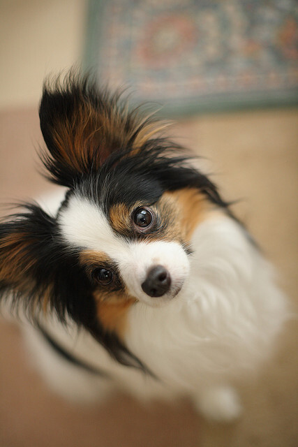 蝴蝶犬