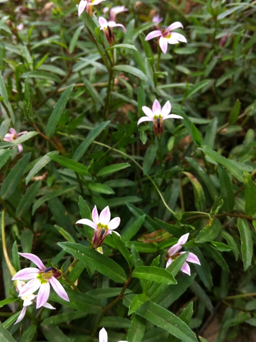 走走 停停   这个花叫半边莲