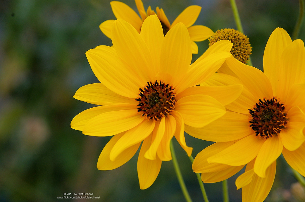 菊芋(helianthus tuberosus)