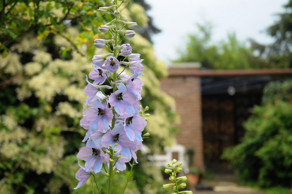 穗花翠雀(delphinium elatum~来自人人小站—宿根球根花卉魅力