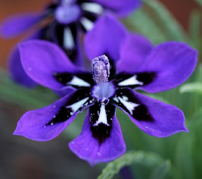 蓝色的花叫什么名字图片