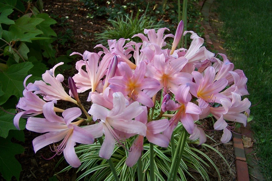 换锦花(lycoris sprengeri)