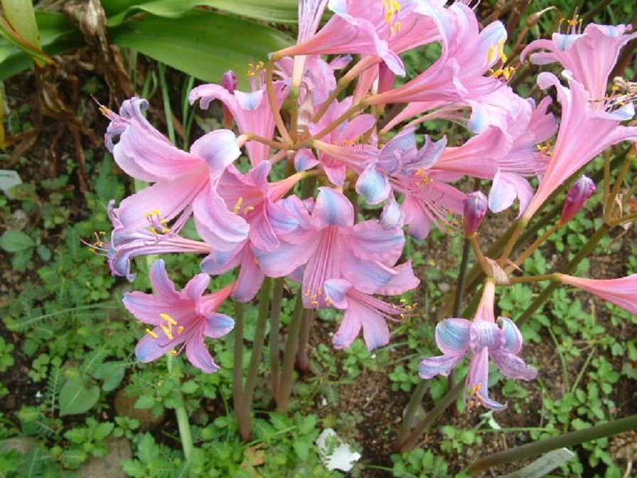 换锦花(lycoris sprengeri)