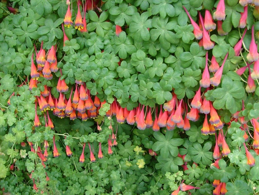 三色旱金莲(tropaeolum tricolor)