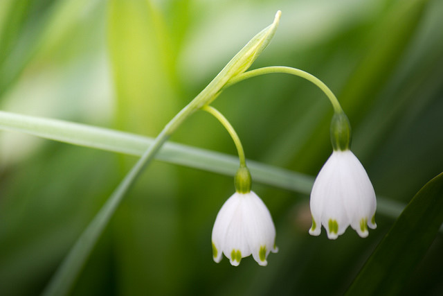 雪片莲(leucojum vernum )