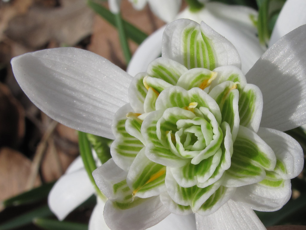 雪滴花(galanthus niwalis)~来自人人小站——宿根球根花卉魅力