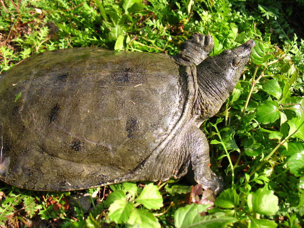 【老谭家】原生态全过程放养 甲鱼/水鱼…  去看看