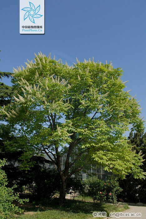 七叶树 aesculus chinensis bunge 中国植图片