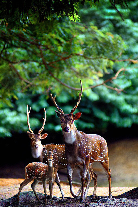 deer family,鹿,精灵
