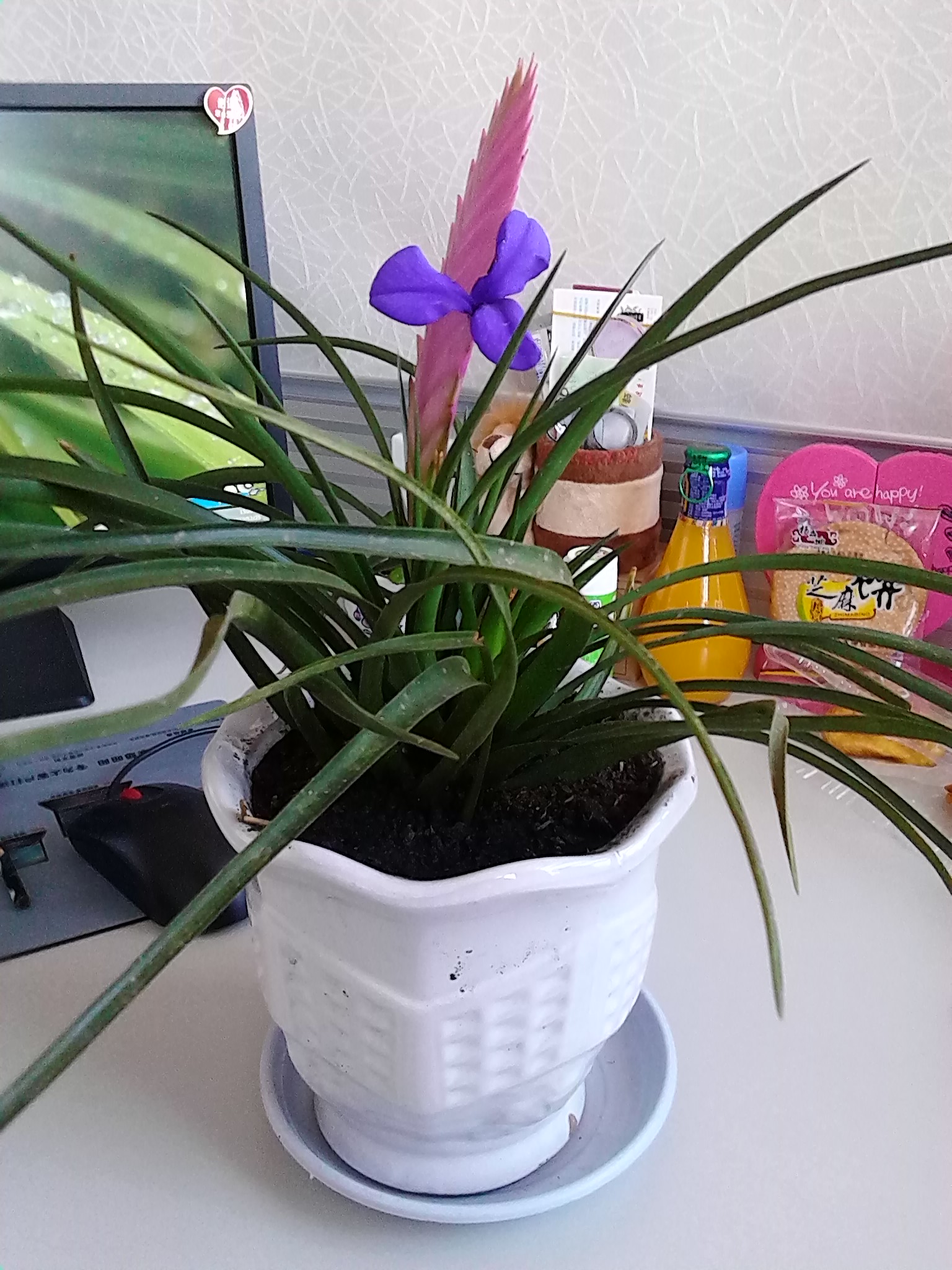铁兰花 