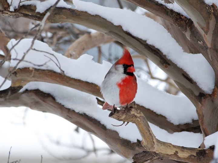 这个北美红雀,cardinalis cardinalis,左边是颜色灰白的雌性,右边是