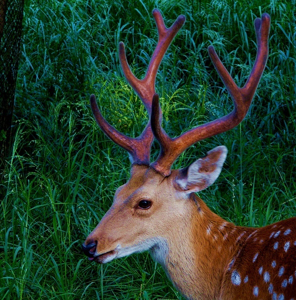 love deer