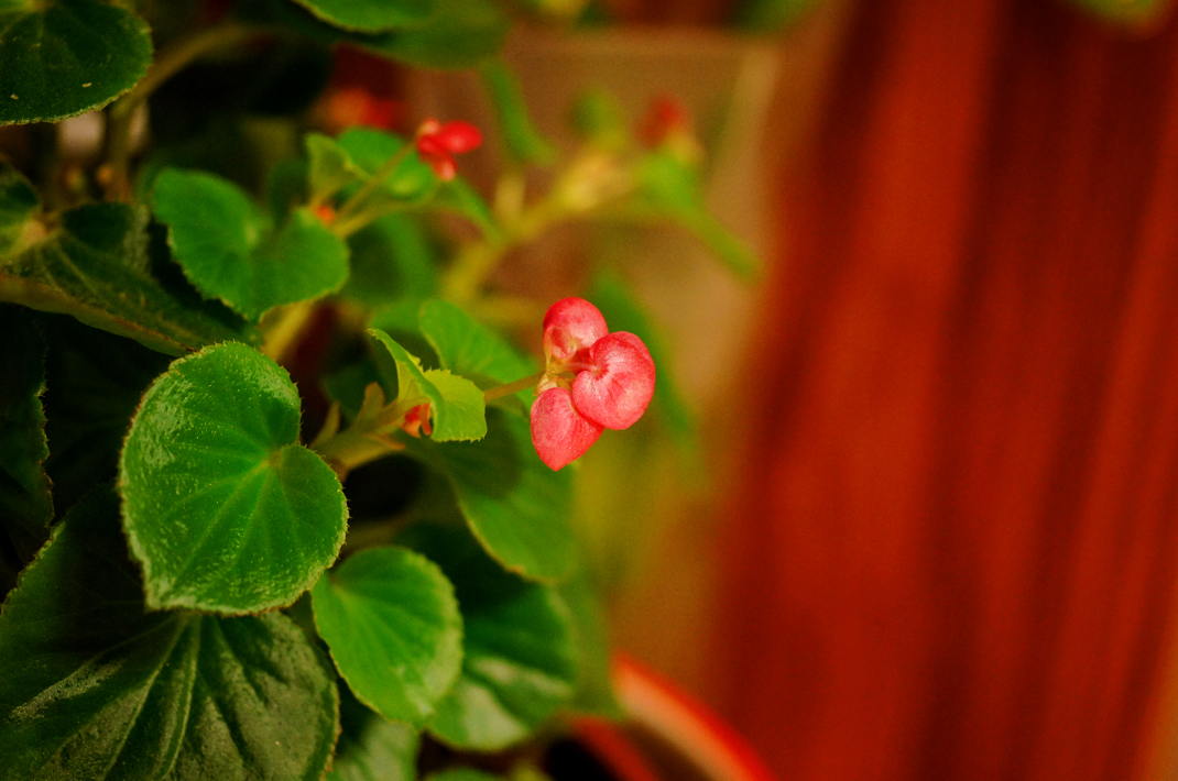 2013-四季海棠,爷爷给的,一直在开花.