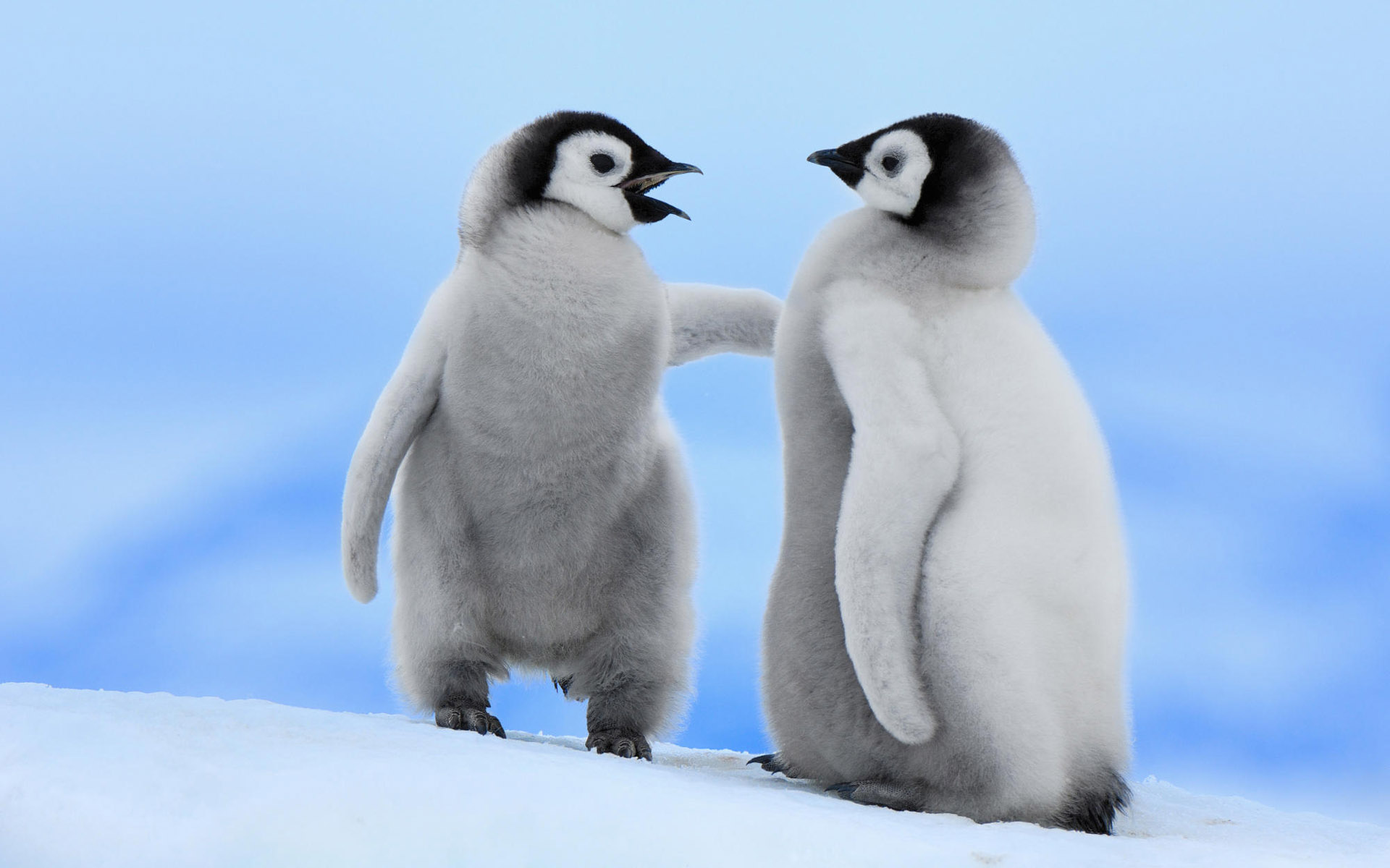 小企鹅图片大全-小企鹅高清图片下载-觅知网