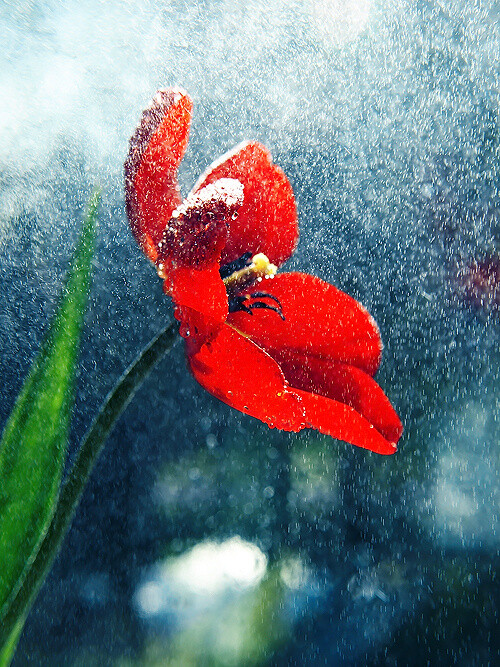 雪中红花 傲然