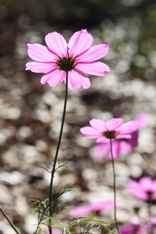 theresa 摄影集 — 花的色彩6