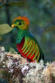 quetzal