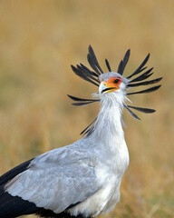 secretary bird