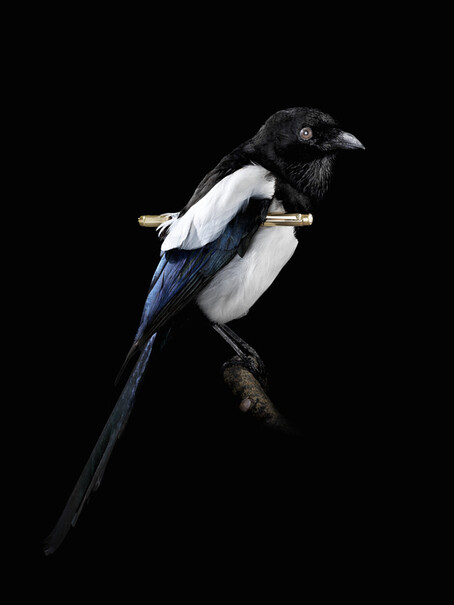 黑色长尾鸟图片