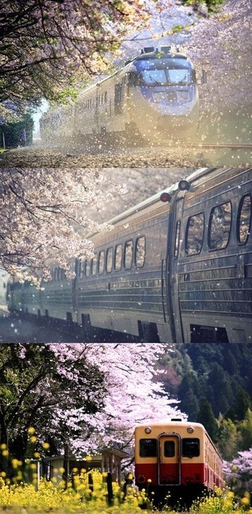 【国外篇『日本 火车穿过樱花飘舞的轨道在樱花盛开的时节,连坐在