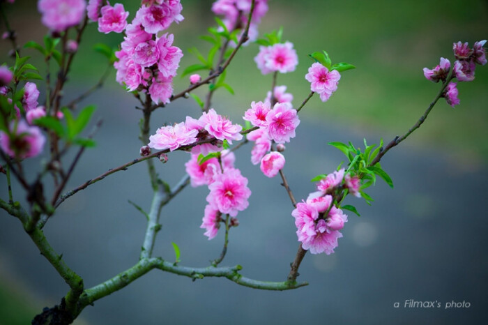 桃花旅游攻略桃花欣赏