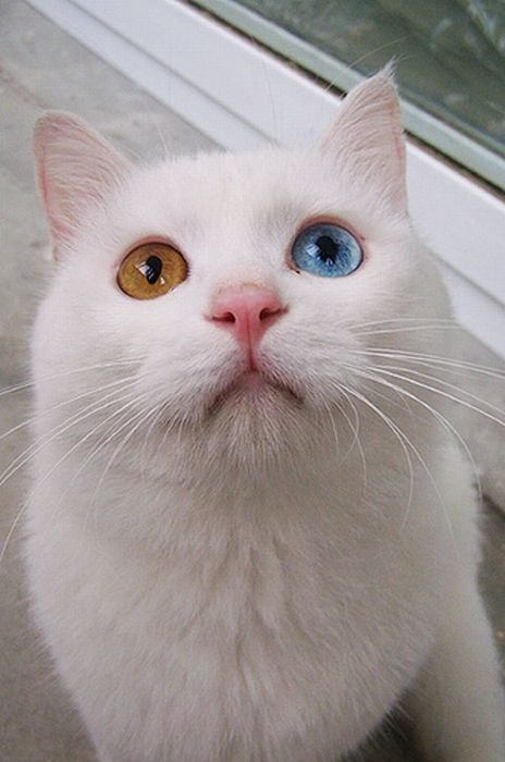 可爱的猫眼睛图片