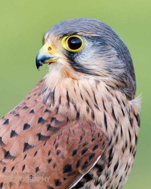 loveforearth: kestrel (by andrew withey)
