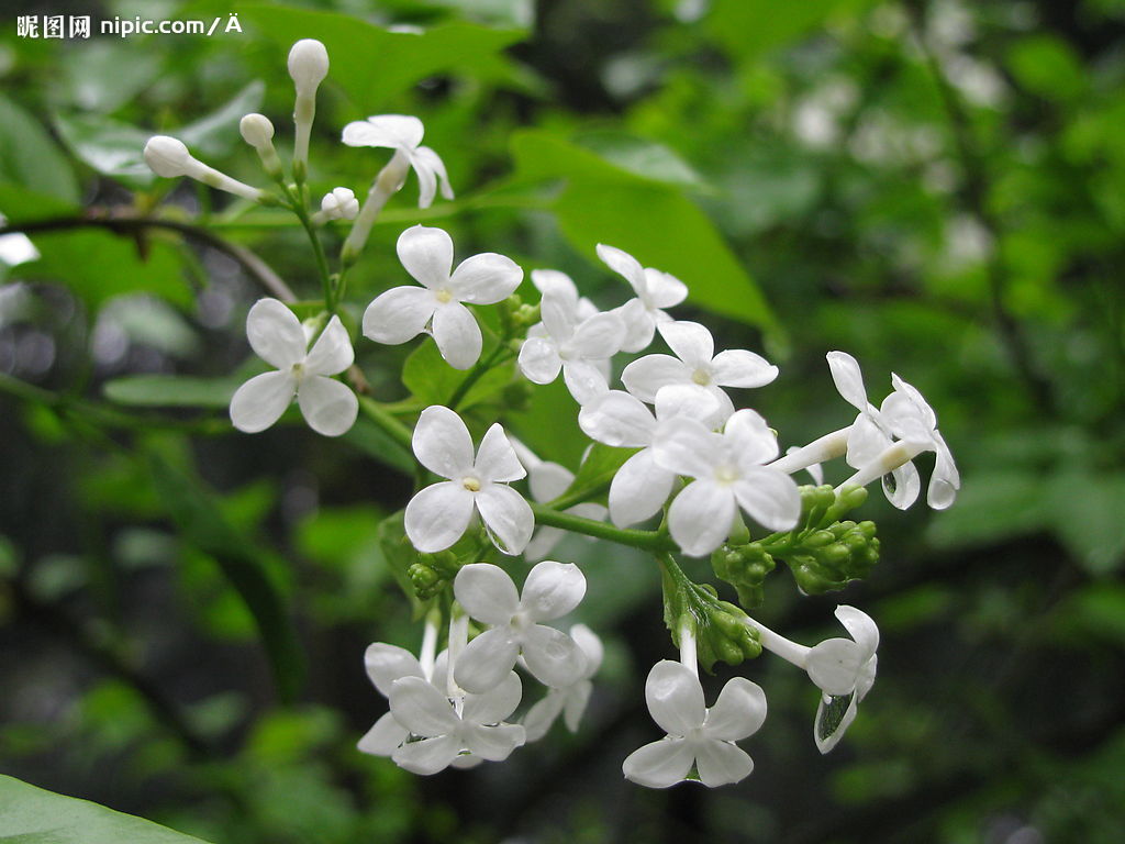 a盐水的丁香花v盐水图_春天的花_盐水_花草会泽的石榴生物图片