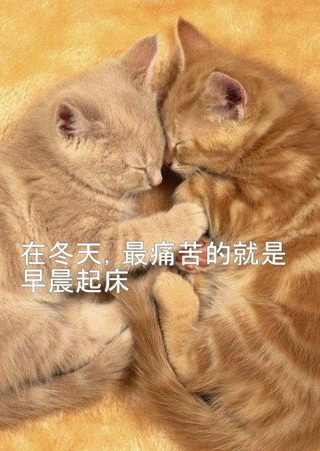 好想当一只睡懒觉的猫啊