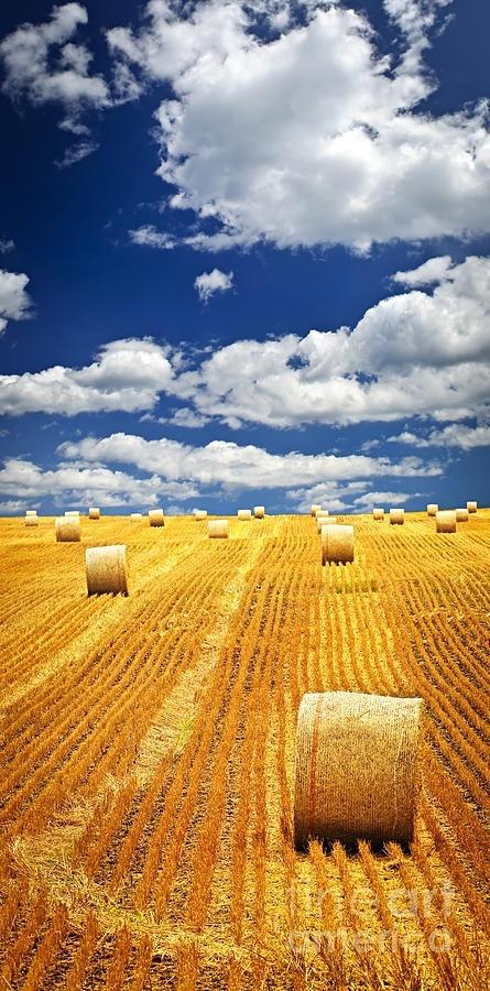 farm field with hay