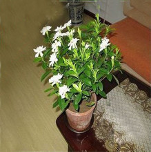 盆栽花卉绿色植物四季常青花卉小叶栀子花大苗开花香