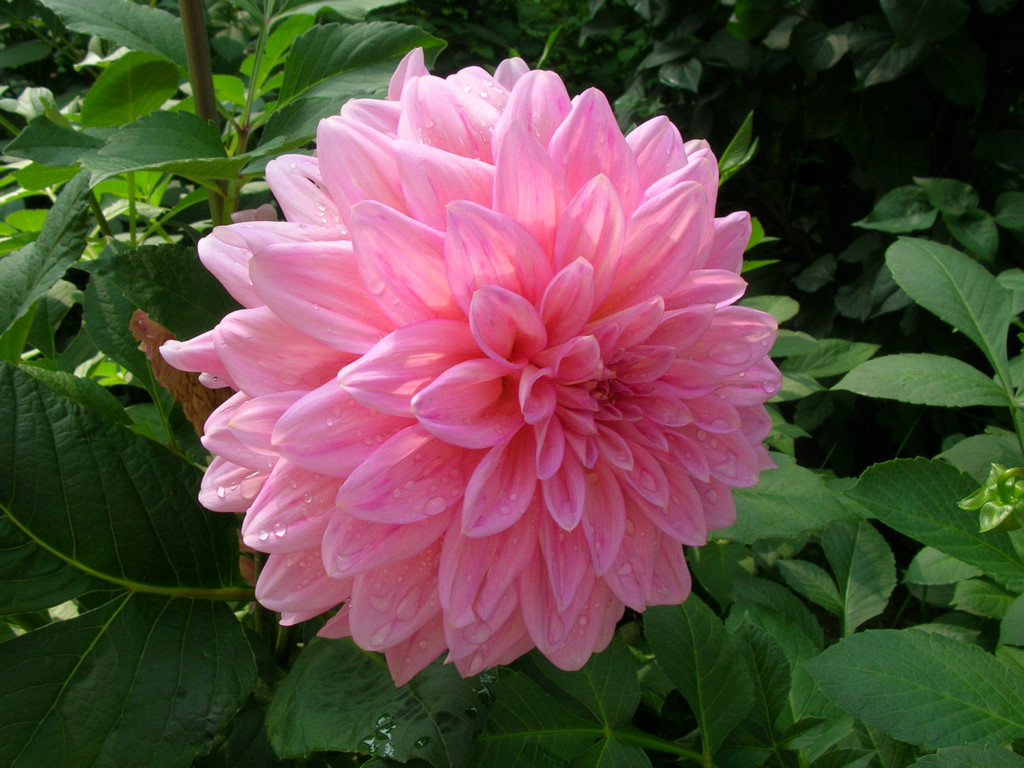 大丽花 
