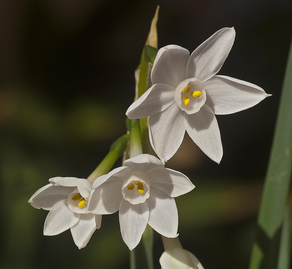 narcissus papyraceus.白水仙.