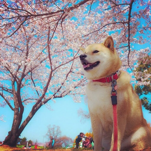instagram上超人气的柴犬丸太郎